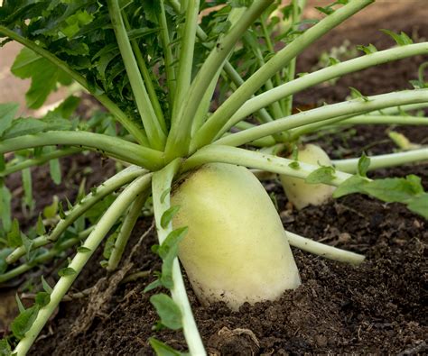 When to harvest daikon radish from your vegetable garden | Homes and ...