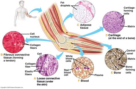 Image result for Connective Tissue Structure and Function