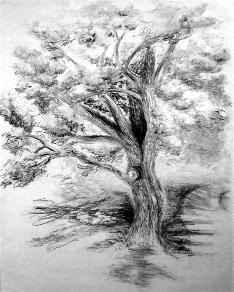 Image result for Maple Tree Drawing Reference