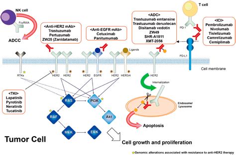 Molecular Basis of HER2-Targeted Therapy for HER2-Positive Colorectal Cancer