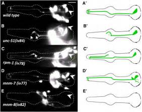 Image result for Forward Genetic Screen