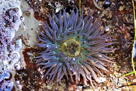 Image result for Tidal Pool Creatures