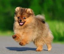 Image result for Cute Toy Dog Breeds