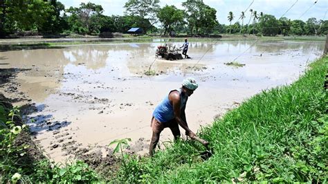 காவிரி பாசன மாவட்டங்களில் நெல் விளைச்சல் வீழ்ச்சி: காப்பீடு பெற்றுத் தர ...