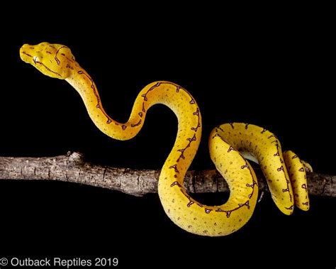 Image result for Manokwari Green Tree Python