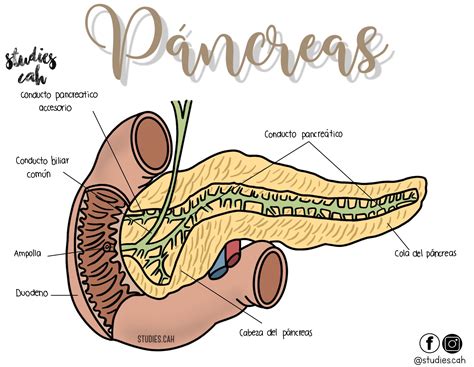 Páncreas Qué Es
