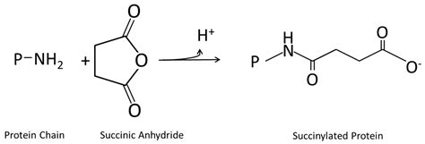 Physical, Chemical and Biochemical Modifications of Protein-Based Films ...