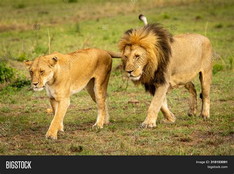 Male And Female Lion