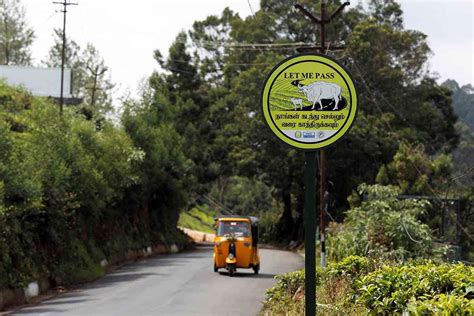 In parts of South India, herds of bison are coming out of forests to ...