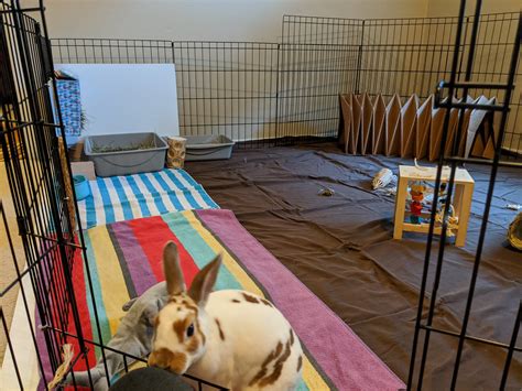 How To Care For A Rabbit Inside at Keith Criswell blog