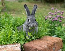 Image result for Rabbit Bed