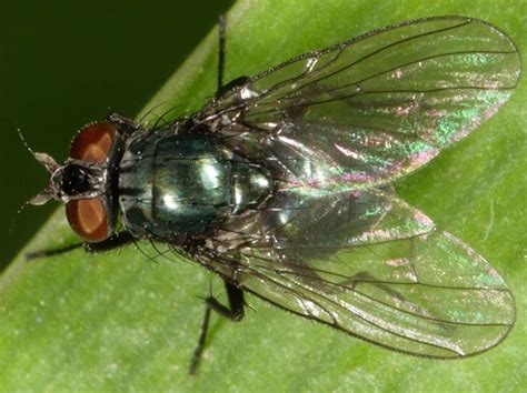 Fly Insect 的图像结果