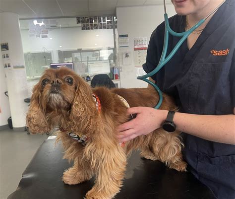 Heart Murmurs in Dogs - SASH Vets