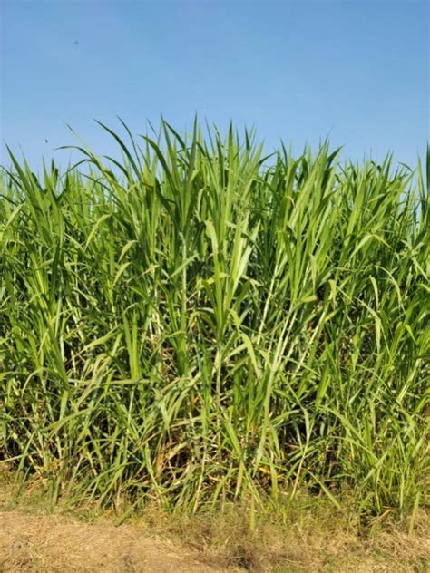 Cow Fodder 的图像结果