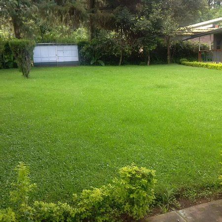 COFFEE TREE CAMPSITE (Marangu) - Campground Reviews & Photos - Tripadvisor