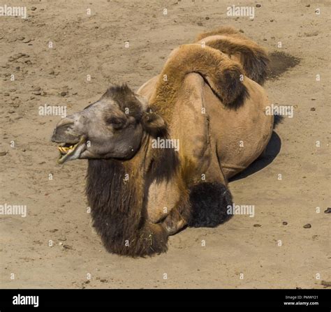 funny portrait close up of a camel smiling with two humps on his back ...