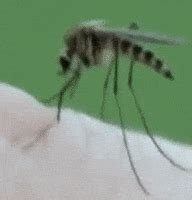 Modern Pest Control