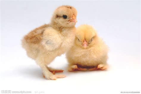 小鸡母鸡成长下蛋过程拼图拼板0.55/MG03 幼儿园学前教育早教玩具-阿里巴巴