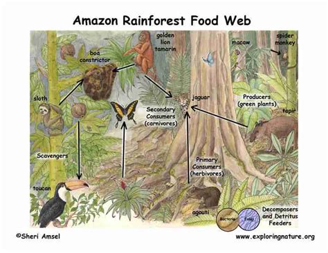 Fascinating Facts about the Food Chain in the Tropical Rainforest - Fun ...
