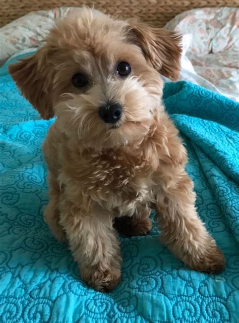 Havapoo Size 的图像结果