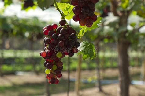 Grapes 的图像结果