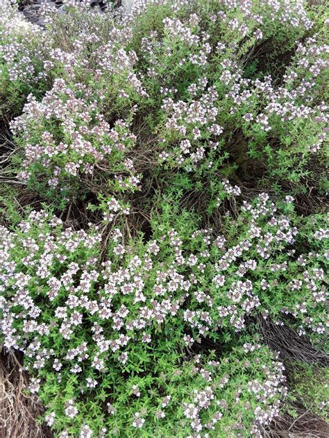 Thymus vulgaris - teim y gerddi, garden thyme | National Botanic Garden ...