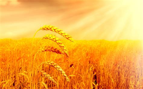 Wheat Harvest Wallpapers - Top Free Wheat Harvest Backgrounds ...