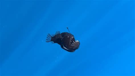 A Deep-Sea Fish of Nightmares Strays Into Shallow Waters - The New York ...