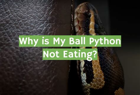 Image result for Ball Python Not Eating