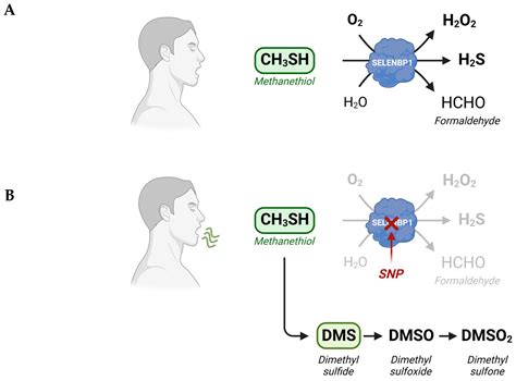 Methanethiol: A Scent Mark of Dysregulated Sulfur Metabolism in Cancer