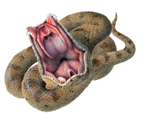 Image result for How to Draw a Python Snake Open Mouth Wide-Open