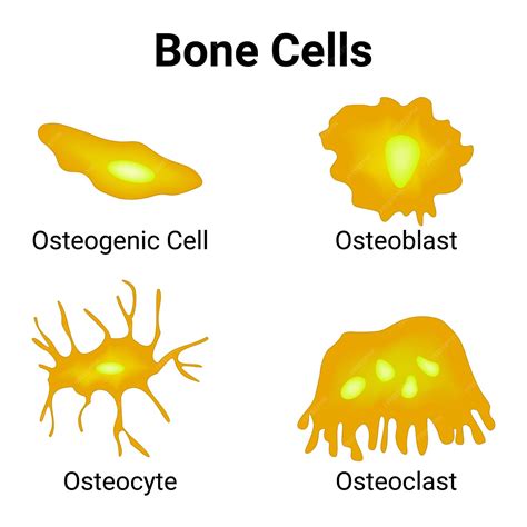 Premium Vector | Bone cells osteogenic cell osteoblast osteocyte ...