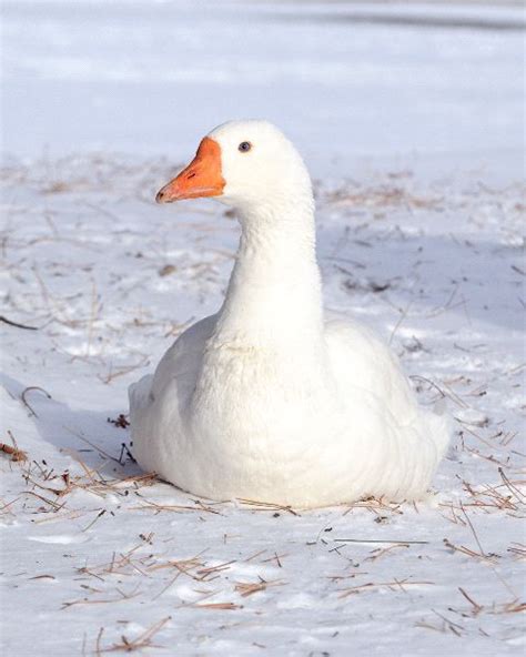 Snow Goose Numbers 的图像结果