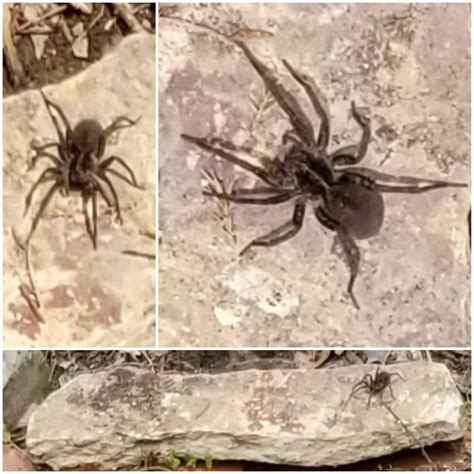 Gardening buddy ID Request : r/spiders
