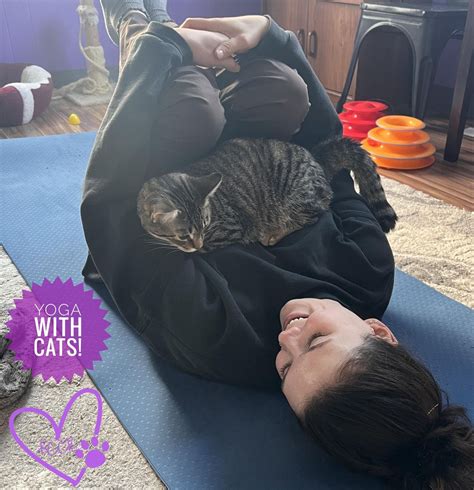 Yoga with Cats! , Kzoo Cat Cafe and Rescue, Kalamazoo, 26 June 2024 ...