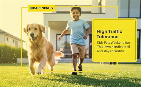 Jacklin Top Gun II Perennial Ryegrass Seeds | Jacklin By Barenbrug ...