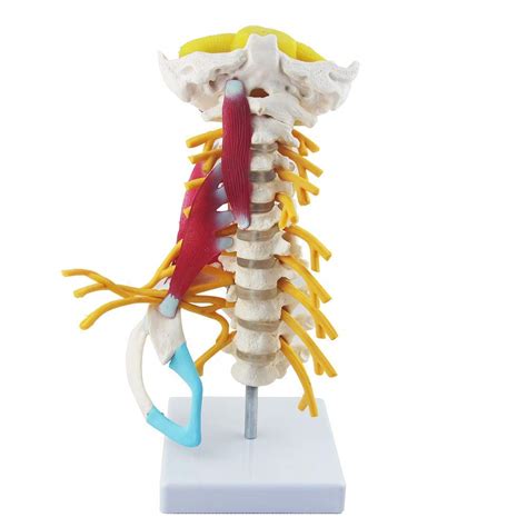 Buy Medical Models, Anatomy Model, Human Cervical Spine Model with ...