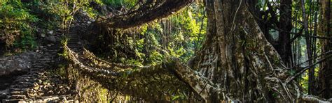 StarFlyer: Meghalaya Holiday Packages