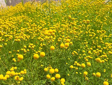 4 Fast-Growing Grass Seeds