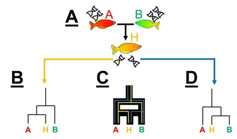 Image result for Two Types of Incomplete Lineage Sorting