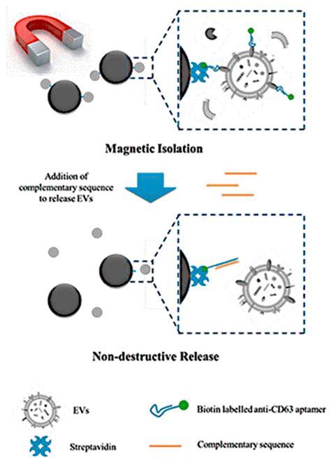 Cutting-Edge Sensor Technologies for Exosome Detection: Reviewing Role ...