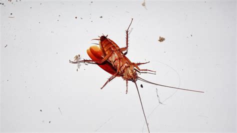 Image result for Cockroach Insect