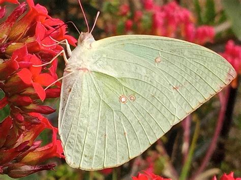 Catopsilia pomona pomona | Butterfly