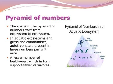 Image result for Ecological Pyramids Explained