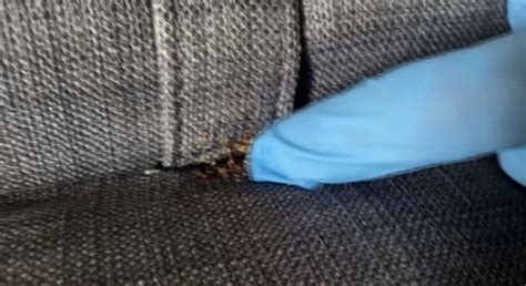 Bedbug Infestation Plagues Paris Ahead Of Olympics