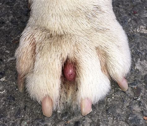 How To Treat Cysts on Dogs - Whole Dog Journal