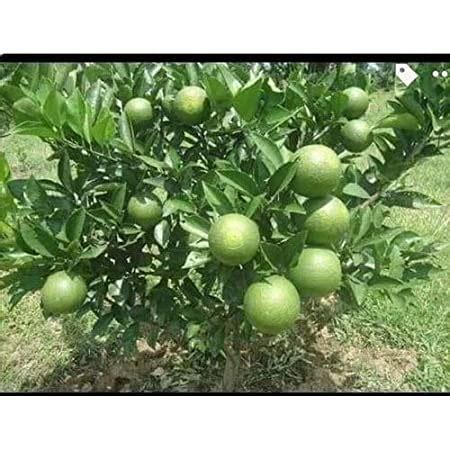 Green view Combo Vietnam malta Mosambi All Time Variety Grafted Fruit ...