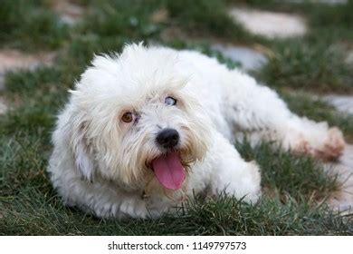 Image result for Beige Cockapoo