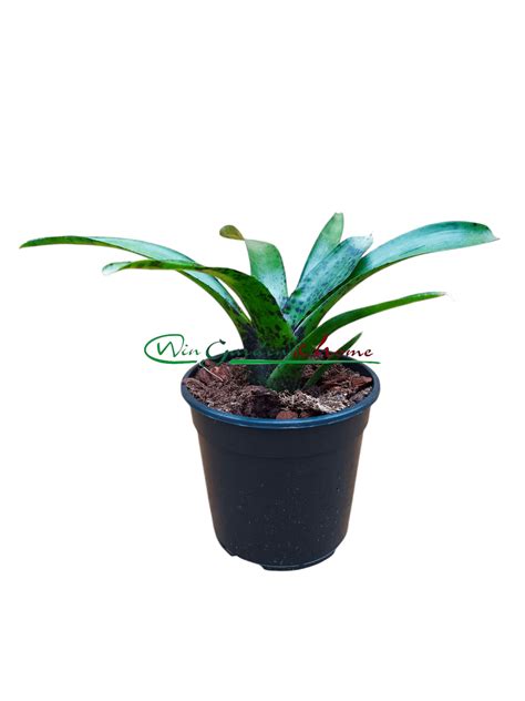 Neoregelia Paula - Win Garden & Home
