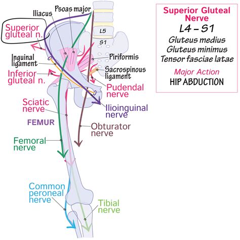 Gross Anatomy Glossary: Superior gluteal nerve | ditki medical ...
